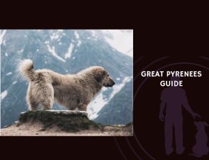 Great Pyrenees Guide