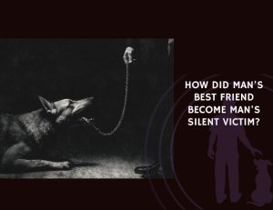 How did man's best friend become man's silent victim