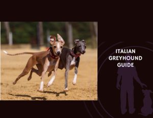 Italian Greyhound Guide