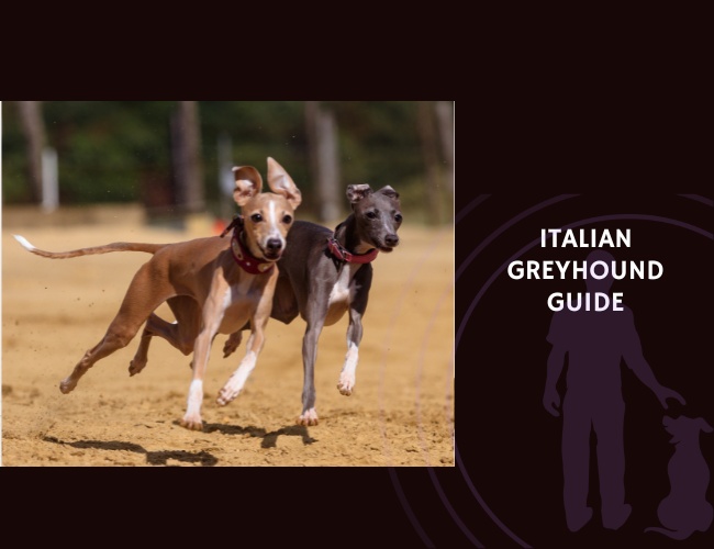 Italian Greyhound Guide