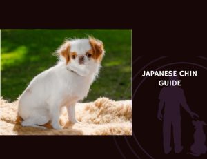Japanese Chin Guide