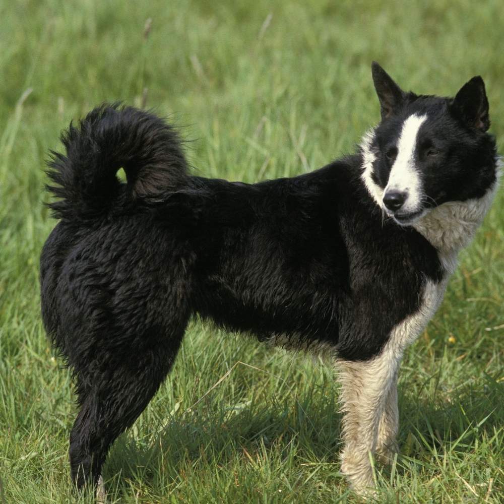 Karelian Bear Dog