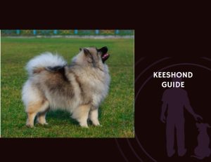 Keeshond Guide