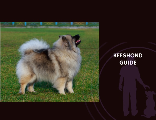 Keeshond Guide
