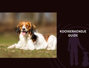 Kooikerhondje Guide