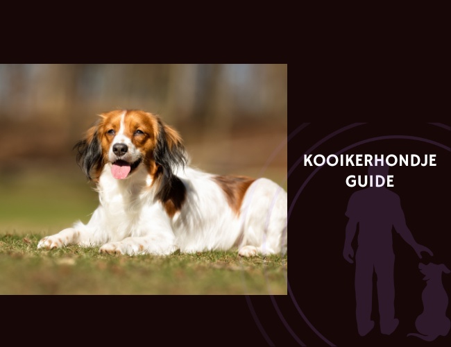Kooikerhondje Guide