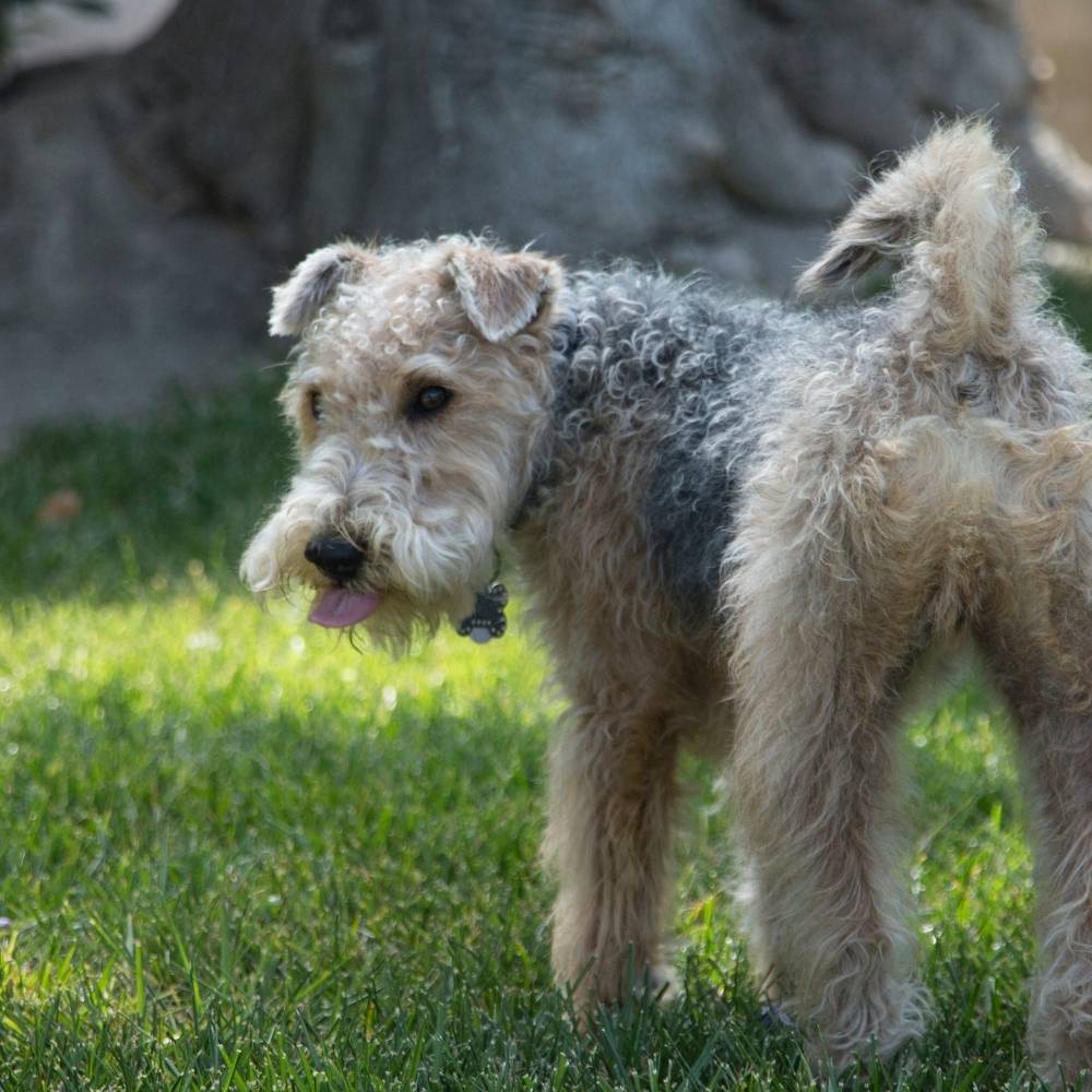 Lakeland Terrier