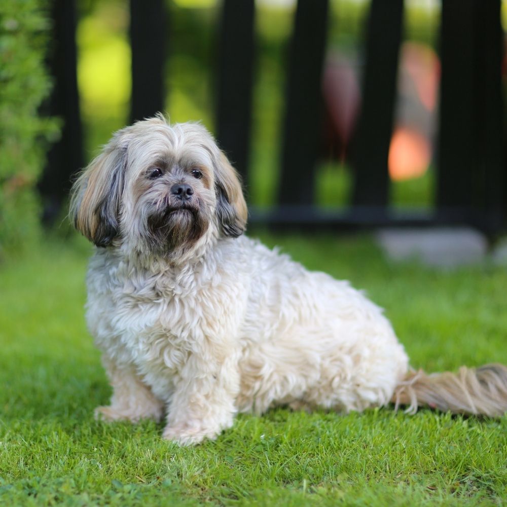 Lhasa Apso
