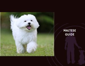 Maltese Guide