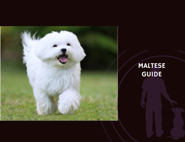 Maltese Guide