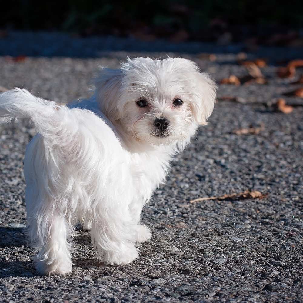 Maltese