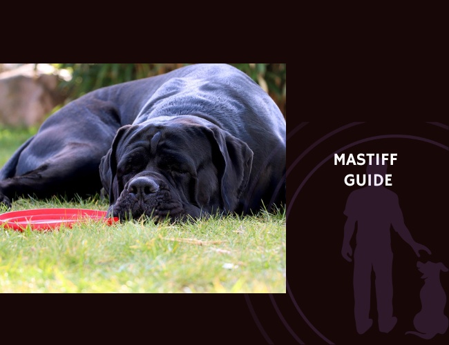Mastiff Guide