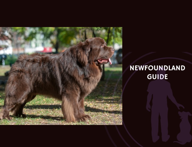 Newfoundland Guide