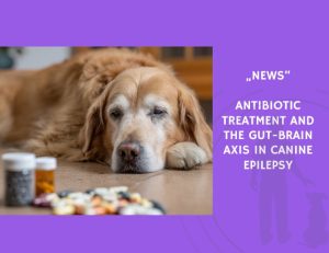 News-Antibiotic Treatment and the Gut-Brain Axis in Canine Epilepsy