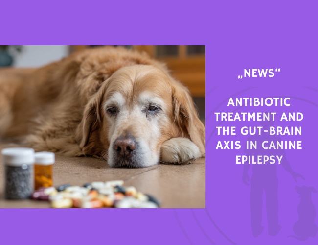News-Antibiotic Treatment and the Gut-Brain Axis in Canine Epilepsy