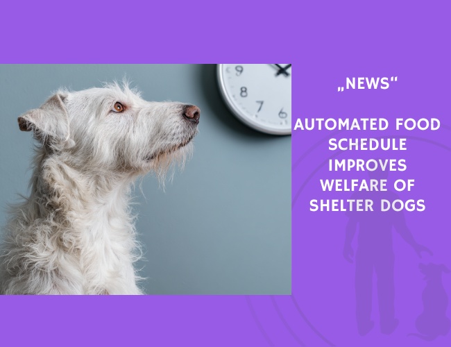 News-Automated Food Schedule Improves Welfare of Shelter Dogs