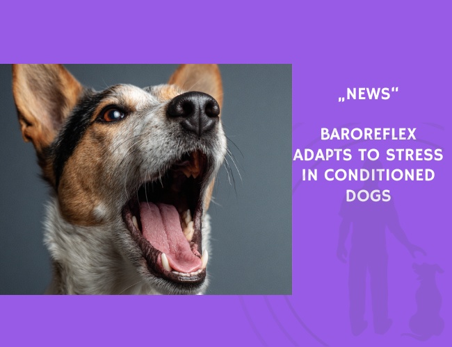 News-Baroreflex Adapts to Stress in Conditioned Dogs