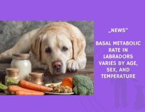 News-Basal Metabolic Rate in Labradors Varies by Age, Sex, and Temperature