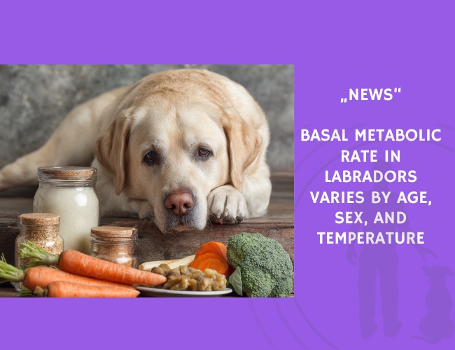 News-Basal Metabolic Rate in Labradors Varies by Age, Sex, and Temperature
