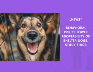 News-Behavioral Issues Lower Adoptability of Shelter Dogs, Study Finds