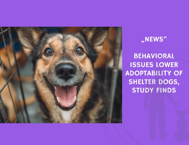 News-Behavioral Issues Lower Adoptability of Shelter Dogs, Study Finds