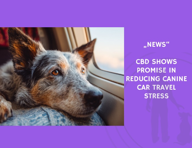News-CBD Shows Promise in Reducing Canine Car Travel Stress