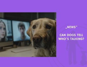 News-Can dogs tell who's talking
