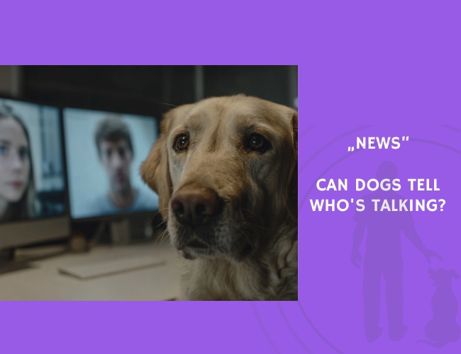 News-Can dogs tell who's talking