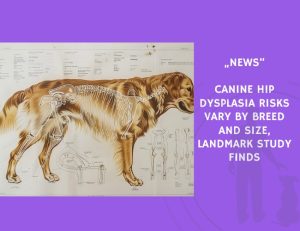 News-Canine Hip Dysplasia Risks Vary by Breed and Size, Landmark Study Finds