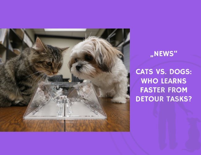 News-Cats vs. Dogs Who Learns Faster from Detour Tasks