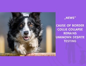 News-Cause of Border Collie Collapse Remains Unknown Despite Testing