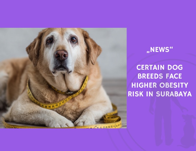 News-Certain-Dog-Breeds-Face-Higher-Obesity-Risk-in-Surabaya