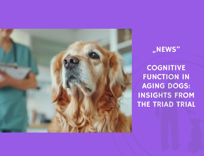 News-Cognitive Function in Aging Dogs Insights from the TRIAD Trial