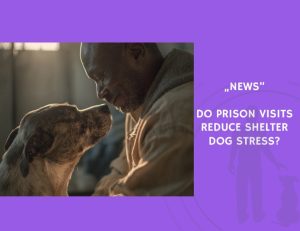 News-Do Prison Visits Reduce Shelter Dog Stress