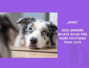 News-Dog Owners Believe Dogs Feel More Emotions Than Cats