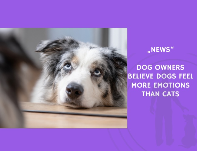 News-Dog Owners Believe Dogs Feel More Emotions Than Cats
