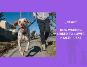 News-Dog Walking Linked to Lower Health Risks