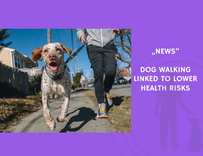 News-Dog Walking Linked to Lower Health Risks