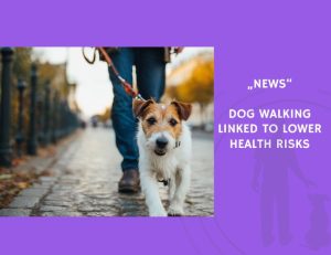 News-Dog Walking Linked to Lower Health Risks