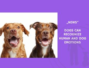 News-Dogs Can Recognize Human and Dog Emotions