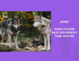 News-Dogs Follow Gaze Differently Than Wolves