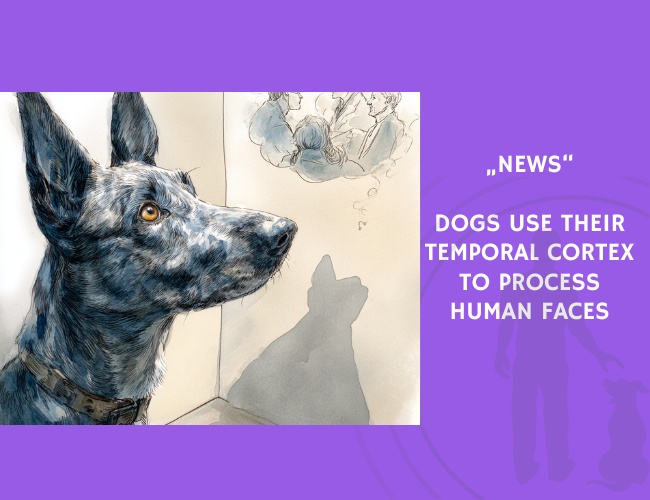 News-Dogs Use Their Temporal Cortex to Process Human Faces