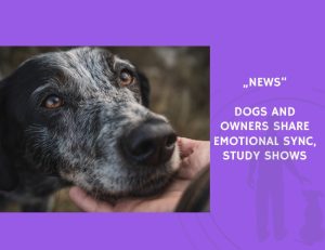 News-Dogs and Owners Share Emotional Sync, Study Shows