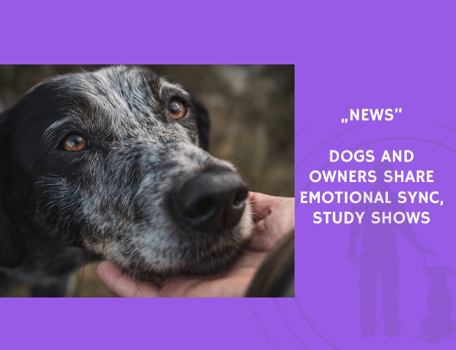 News-Dogs and Owners Share Emotional Sync, Study Shows