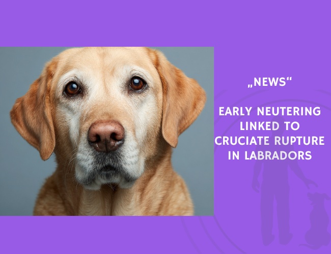 News-Early Neutering Linked to Cruciate Rupture in Labradors