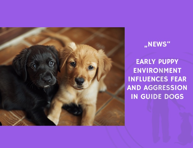 News-Early Puppy Environment Influences Fear and Aggression in Guide Dogs