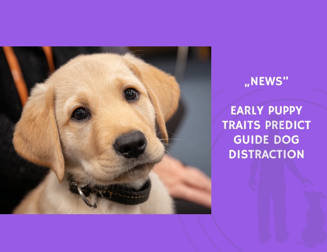 News-Early Puppy Traits Predict Guide Dog Distraction
