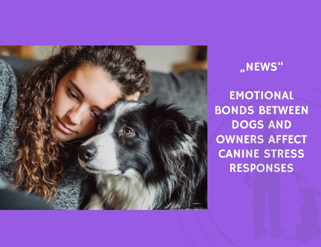News-Emotional Bonds Between Dogs and Owners Affect Canine Stress Responses