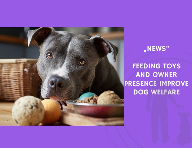 News-Feeding Toys and Owner Presence Improve Dog Welfare