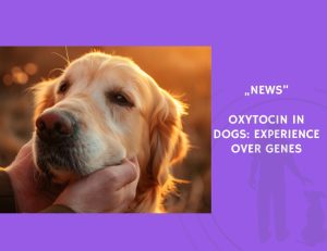 News-Free-Oxytocin in Dogs Experience Over Genes